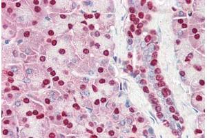 Human Pancreas (formalin-fixed, paraffin-embedded) stained with ACIN1 antibody ABIN461881 at 5 ug/ml followed by biotinylated goat anti-rabbit IgG secondary antibody ABIN481713, alkaline phosphatase-streptavidin and chromogen. (ACIN1 抗体  (AA 775-789))
