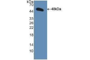 Detection of Recombinant GDF2, Human using Polyclonal Antibody to Bone Morphogenetic Protein 9 (BMP9) (GDF2 抗体  (AA 32-427))
