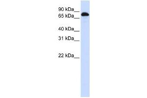 Western Blotting (WB) image for anti-Signal Transducer and Activator of Transcription 3 (Acute-Phase Response Factor) (STAT3) antibody (ABIN2458306) (STAT3 抗体)