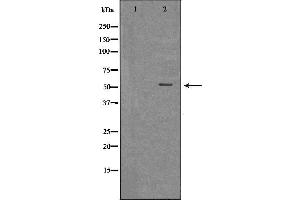 Western blot analysis of extracts of THP-1 , using MLKL antibody. (MLKL 抗体  (Internal Region))
