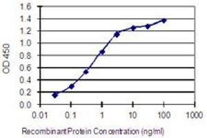 Detection limit for recombinant GST tagged GJA8 is 0. (GJA8 抗体  (AA 301-410))