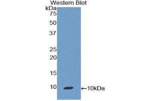 Western Blotting (WB) image for anti-Chemokine (C-C Motif) Ligand 19 (CCL19) (AA 32-103) antibody (ABIN3209347) (CCL19 抗体  (AA 32-103))
