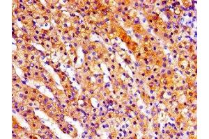 Immunohistochemistry of paraffin-embedded human adrenal gland tissue using ABIN7168180 at dilution of 1:100
