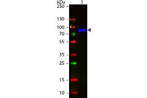 Western Blot of Fluorescein conjugated Goat Anti-Monkey IgM (mu chain) secondary antibody. (山羊 anti-猴 IgM (Chain mu) Antibody (FITC) - Preadsorbed)