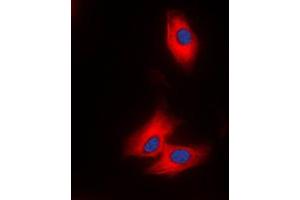 Immunofluorescent analysis of NAP1 staining in THP1 cells. (NAPSA 抗体  (N-Term))