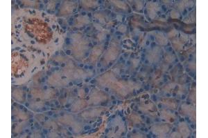 DAB staining on IHC-P; Samples: Rat Pancreas Tissue