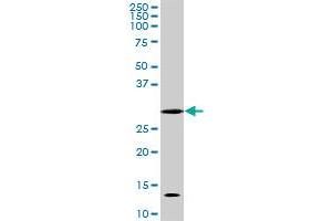 Image no. 3 for anti-Cyclin-Dependent Kinase 1 (CDK1) (AA 211-298) antibody (ABIN598557) (CDK1 抗体  (AA 211-298))
