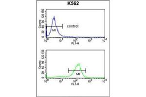 Flow Cytometry analysis of K562 cells using SDS Antibody (N-term) Cat. (serine Dehydratase 抗体  (N-Term))