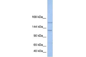 WB Suggested Anti-BRPF3 Antibody Titration:  0. (BRPF3 抗体  (N-Term))