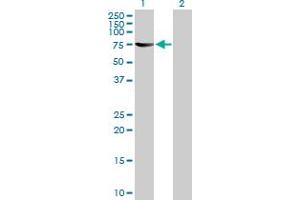 Western Blot analysis of TH1L expression in transfected 293T cell line by TH1L MaxPab polyclonal antibody. (TH1-Like 抗体  (AA 1-590))