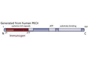 Image no. 3 for anti-Protein Kinase C, theta (PRKCQ) (AA 21-217) antibody (ABIN967739) (PKC theta 抗体  (AA 21-217))