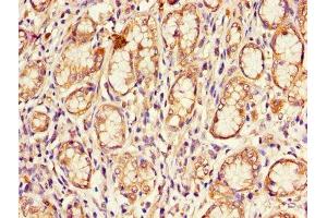 Immunohistochemistry of paraffin-embedded human stomach tissue using ABIN7148885 at dilution of 1:100