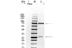 SDS-PAGE of Donkey IgM Whole Molecule. (驴 IgM 同型对照)