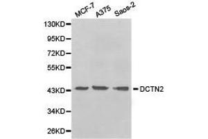 Western Blotting (WB) image for anti-Dynactin 2 (p50) (DCTN2) antibody (ABIN1872214) (Dynamitin 抗体)