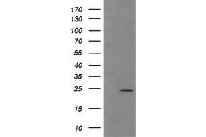 Image no. 2 for anti-Trafficking Protein Particle Complex 4 (TRAPPC4) antibody (ABIN1501265) (TRAPPC4 抗体)