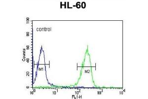 Flow Cytometry (FACS) image for anti-FK506 Binding Protein 11, 19 KDa (FKBP11) antibody (ABIN3002801) (FKBP11 抗体)