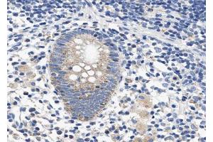 ABIN6268722 at 1/100 staining human Appendix tissue sections by IHC-P. (SERPINB2 抗体  (Internal Region))