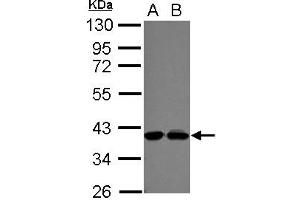 Western Blotting (WB) image for anti-Polymerase (DNA-Directed), delta Interacting Protein 3 (POLDIP3) (AA 139-369) antibody (ABIN1500333) (POLDIP3 抗体  (AA 139-369))