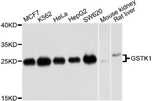 Western blot analysis of extracts of various cells, using GSTK1 antibody. (GSTK1 抗体)