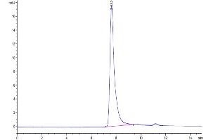 The purity of Mouse PTN is greater than 95 % as determined by SEC-HPLC. (Pleiotrophin Protein (PTN) (AA 33-168) (Fc Tag))