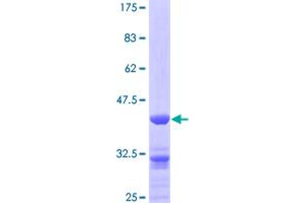 ZNF259 Protein (AA 1-459) (GST tag)