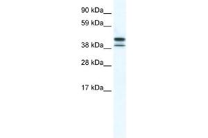 TRF3 antibody (20R-1177) used at 0. (Tbpl2 抗体  (N-Term))