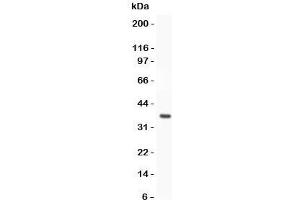 Western blot testing of FOXO3A antibody and recombinant human protein (0. (FOXO3 抗体  (AA 471-673))