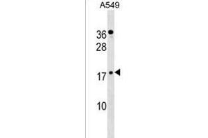 ZN Antibody (C-term) (ABIN1537512 and ABIN2838225) western blot analysis in A549 cell line lysates (35 μg/lane). (ZNF663 抗体  (C-Term))