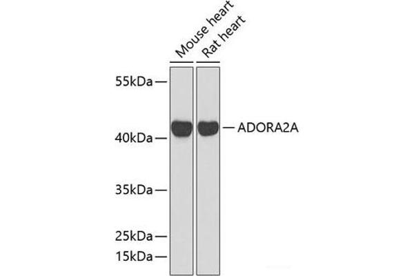 Adenosine A2a Receptor 抗体