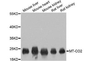Western blot analysis of extracts of various cell lines, using MT-CO2 antibody. (COX2 抗体  (AA 100-200))