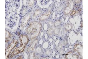 Immunoperoxidase of monoclonal antibody to AMBP on formalin-fixed paraffin-embedded human kidney. (AMBP 抗体)