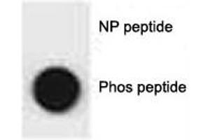 Dot blot analysis of phospho-p62 antibody.