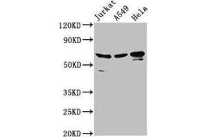 Western Blot Positive WB detected in: Jurkat whole cell lysate, A549 whole cell lysate, Hela whole cell lysate All lanes: AIFM1 antibody at 2. (AIF 抗体  (AA 103-612))
