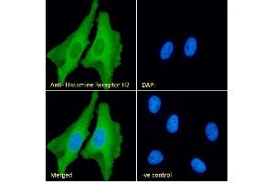 (ABIN185463) Immunofluorescence analysis of paraformaldehyde fixed HeLa cells, permeabilized with 0. (HRH2 抗体  (C-Term))