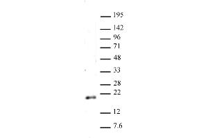 Histone H3 dimethyl Lys79 antibody (pAb) tested by Western blot. (Histone 3 抗体  (2meLys79))
