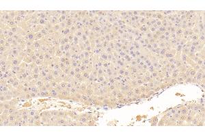 Detection of AFP in Mouse Liver Tissue using Polyclonal Antibody to Alpha-Fetoprotein (AFP) (alpha Fetoprotein 抗体  (AA 399-605))