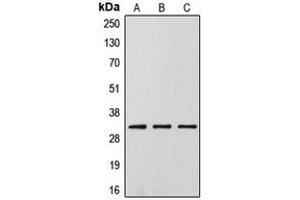 Western blot analysis of DLX5 expression in HeLa (A), Raw264. (DLX5 抗体  (Center))