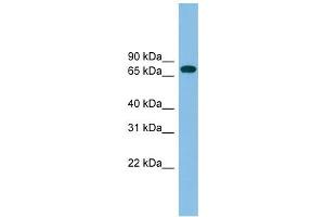 GBP2 antibody used at 1 ug/ml to detect target protein. (GBP2 抗体  (N-Term))