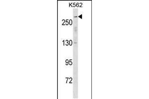 Western blot analysis in K562 cell line lysates (35ug/lane). (SCN5A 抗体  (N-Term))