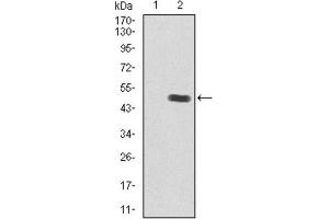 Western blot analysis using Insulin Like Growth Factor 2 (IGF2) antibody against human Insulin Like Growth Factor 2 (IGF2) recombinant protein. (IGF2 抗体  (AA 25-180))