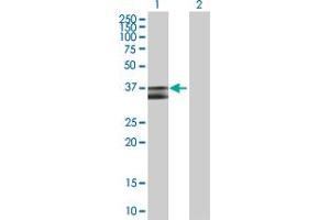 Western Blot analysis of PDHB expression in transfected 293T cell line by PDHB MaxPab polyclonal antibody. (PDHB 抗体  (AA 1-359))