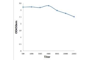 Antigen: 0. (PAX6 抗体  (AA 51-150))