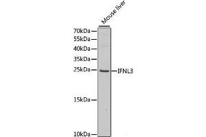 Western blot analysis of extracts of Mouse liver using IFNL3 Polyclonal Antibody at dilution of 1:1000. (IL28B 抗体)
