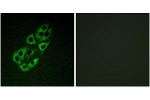 Immunofluorescence (IF) image for anti-Single-Stranded DNA Binding Protein 1 (SSBP1) (AA 99-148) antibody (ABIN2889551) (SSBP1 抗体  (AA 99-148))