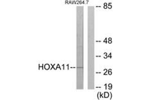 Western blot analysis of extracts from RAW264. (HOXA11/D11 抗体  (AA 216-265))