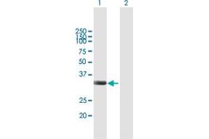 Western Blot analysis of IFI35 expression in transfected 293T cell line by IFI35 MaxPab polyclonal antibody. (IFI35 抗体  (AA 1-288))