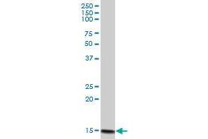 G1P2 MaxPab polyclonal antibody. (ISG15 抗体  (AA 1-165))