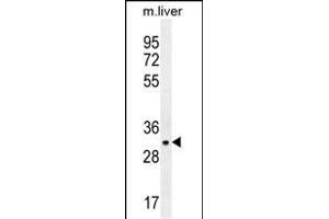 JAZF1 Antibody (N-term) (ABIN655639 and ABIN2845117) western blot analysis in mouse liver tissue lysates (35 μg/lane). (JAZF1 抗体  (N-Term))