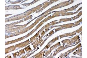IHC testing of FFPE mouse heart tissue with VEGFB antibody at 1ug/ml. (VEGFB (VEGF2) 抗体)