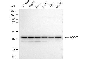 Western blotting analysis using COPS3 antibody (ABIN7798151). (Recombinant COPS3 抗体)